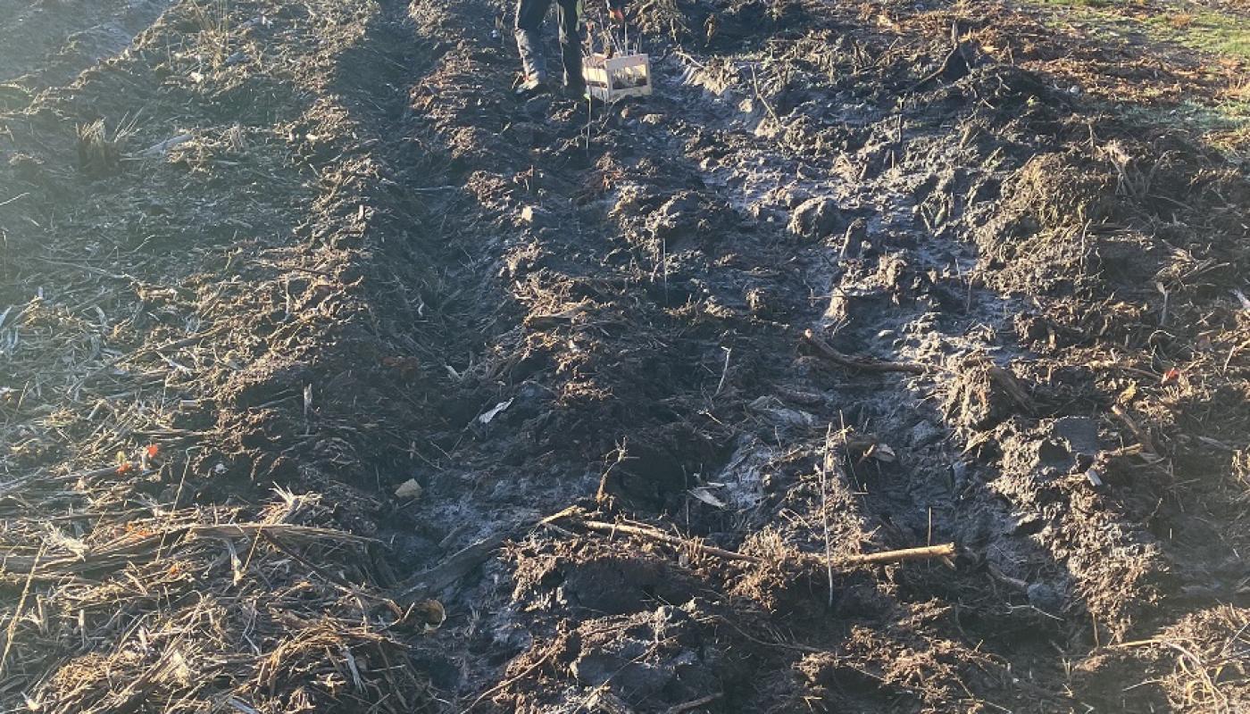 plantation d'arbres Forêts Aléop