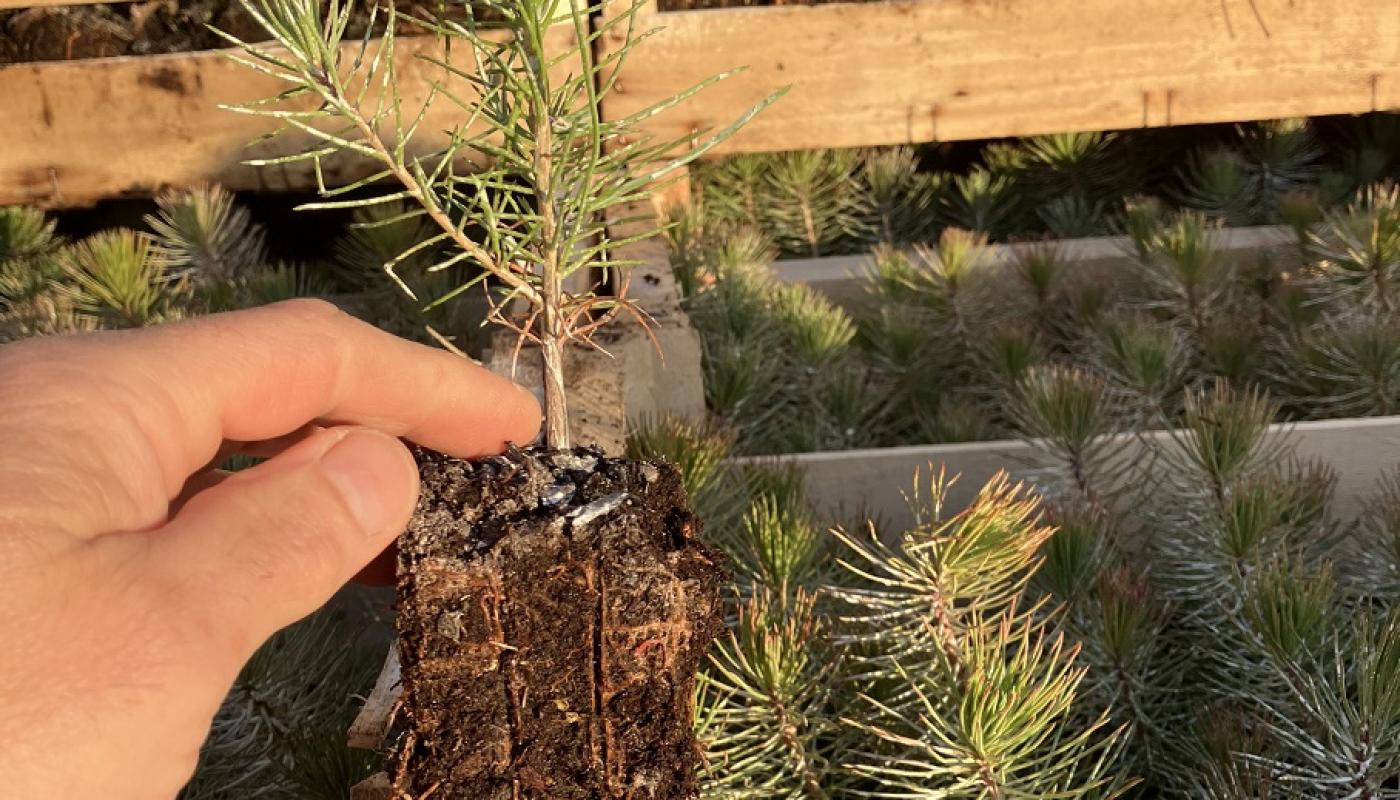 Pin taeda avec sa motte plantation d'arbres Forêts Aléop