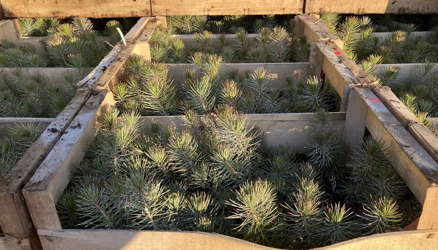 PINS DE LA plantation d'arbres Forêts Aléop