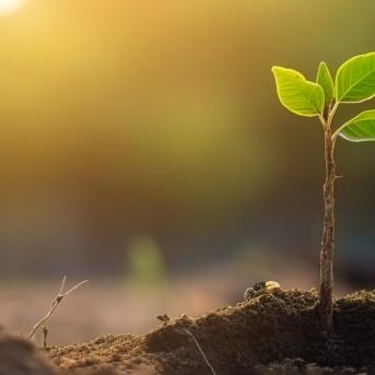 Plante au soleil dans la terre