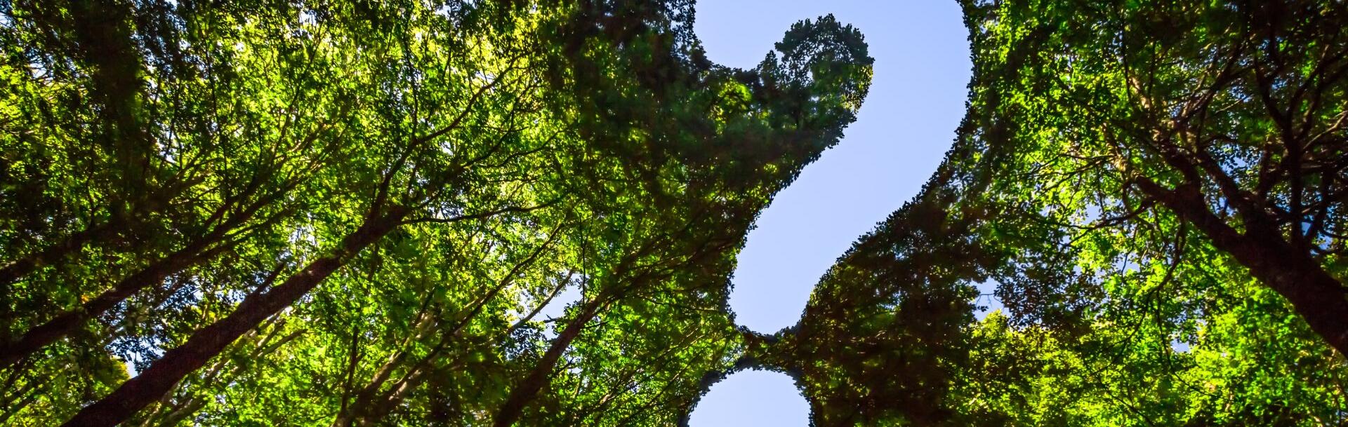 Point d'interrogation tracé à la cime des arbres