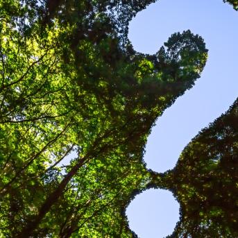 Point d'interrogation tracé à la cime des arbres