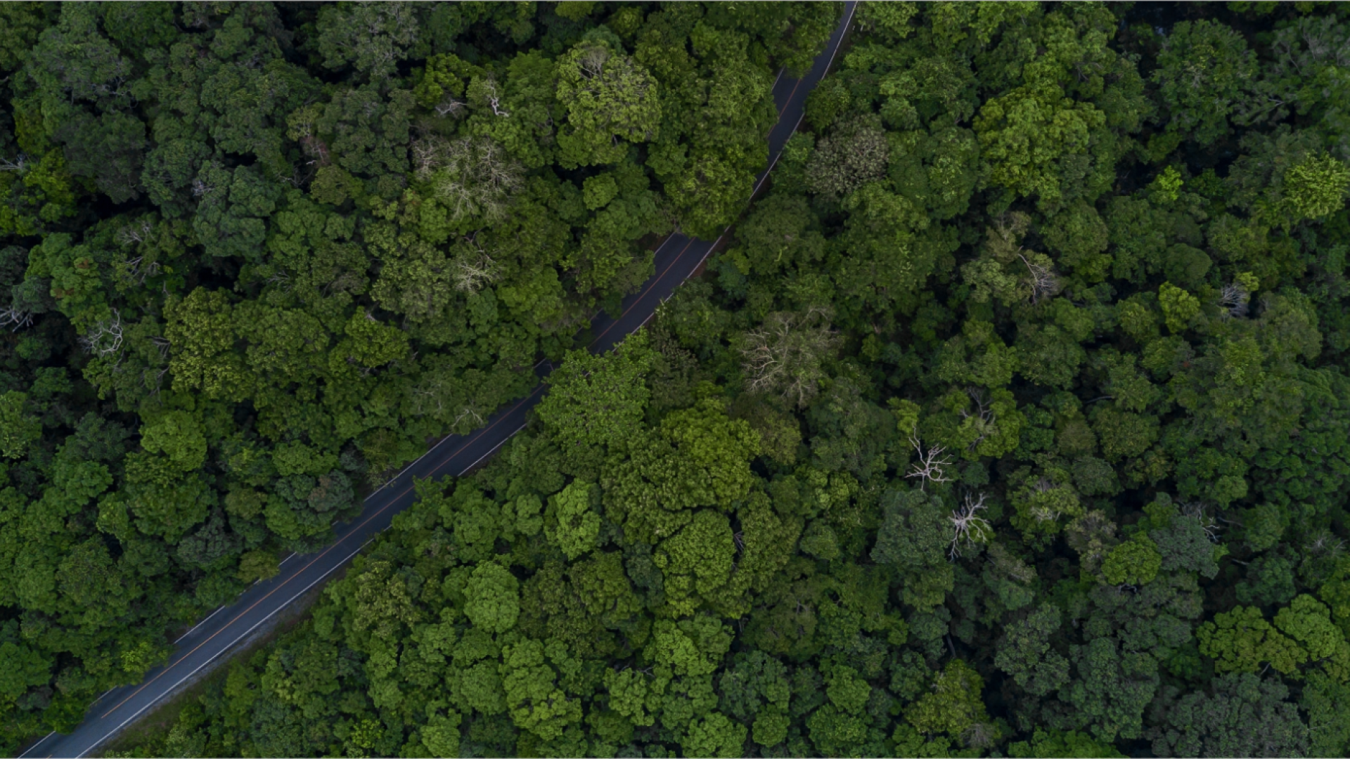 Vue du ciel d'une route qui traverse une forêt