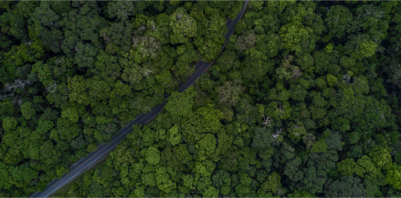 Aerial view of a road running through a forest