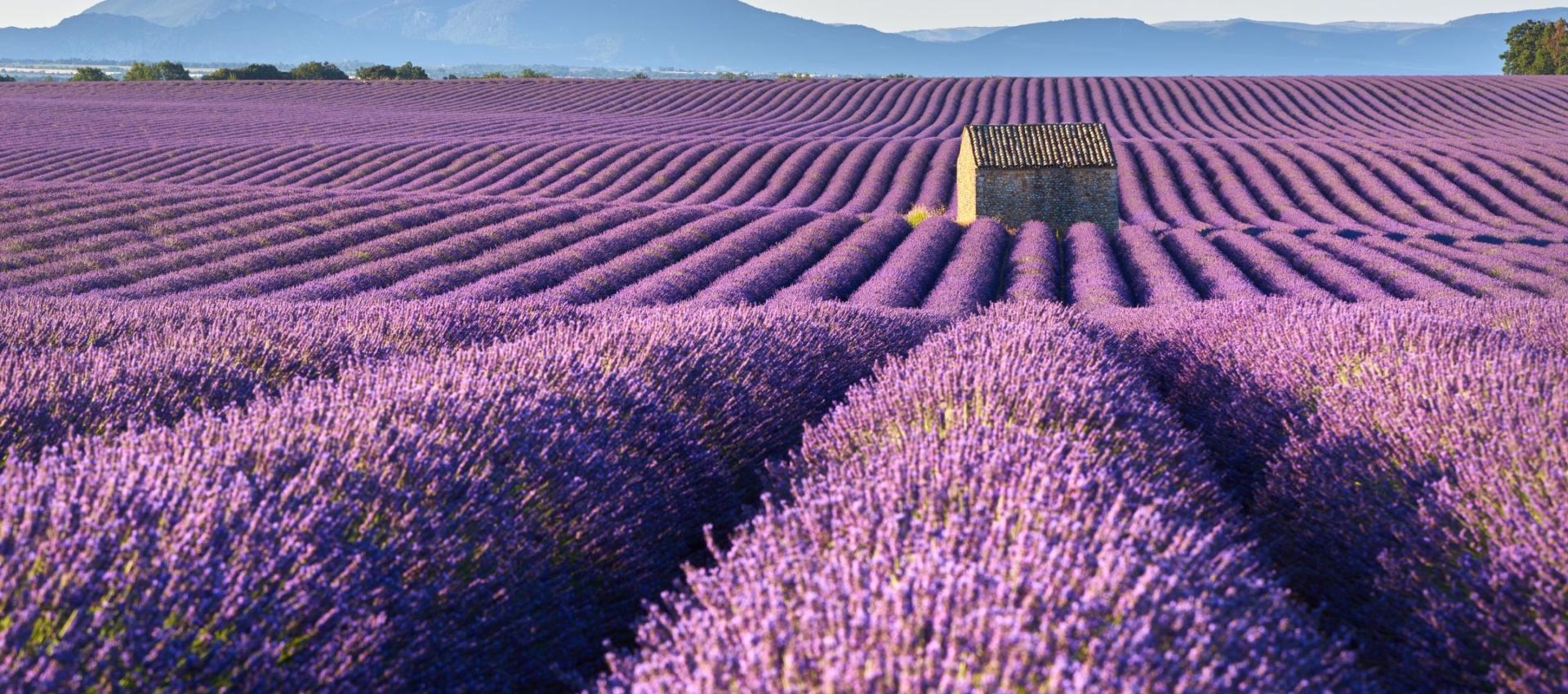 Champ de lavande