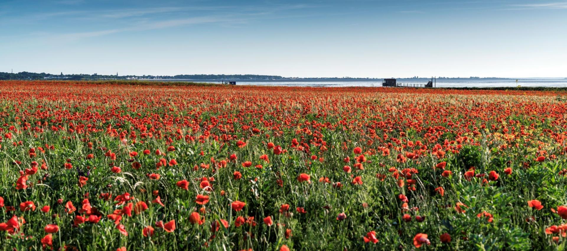 Champ de coquelicots PAYSAGE
