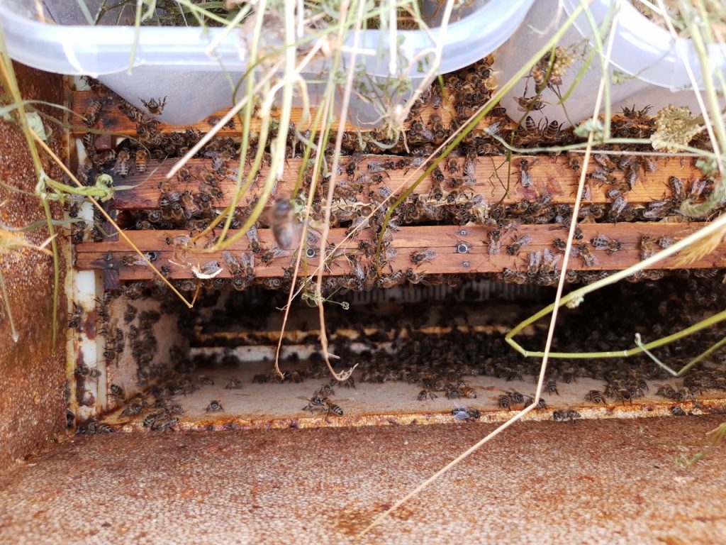 Beekeeping at Transdev rail depot in Germany is environmental protection in practice