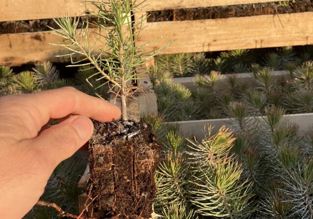 Pin taeda avec sa motte plantation d'arbres Forêts Aléop