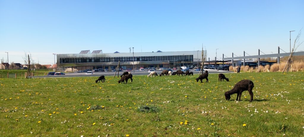 Moutons qui pâturent