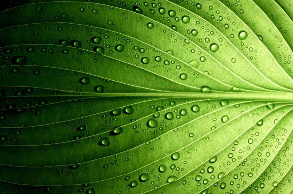 Gouttes d'eau sur une feuille